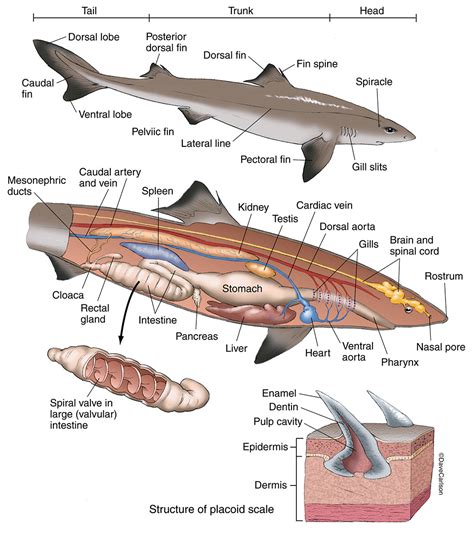 Shark Anatomy - Dogfish | Carlson Stock Art