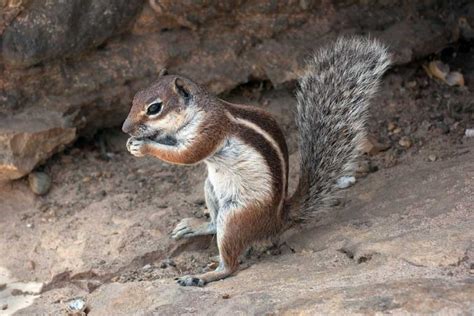 African Ground Squirrel Facts: Discover Species In The Genus Xerus