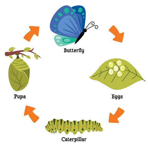 The Life Cycle Of Butterfly 13539494 Vector Art at Vecteezy