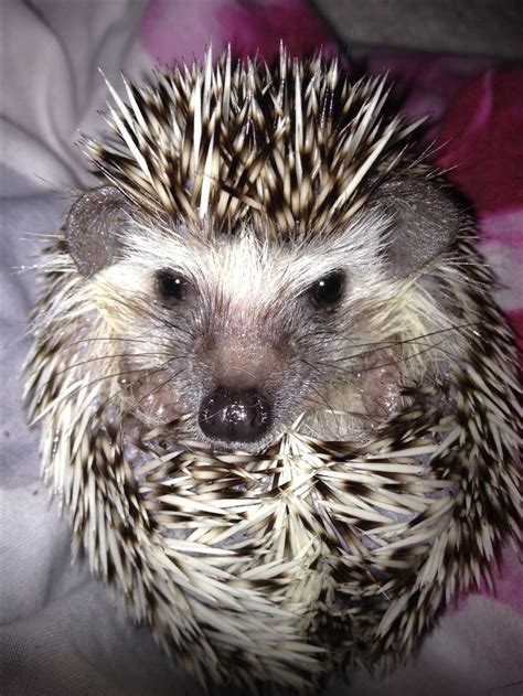 My Pygmy Hedgehog | Pygmy hedgehog, Hedgehog, Cute