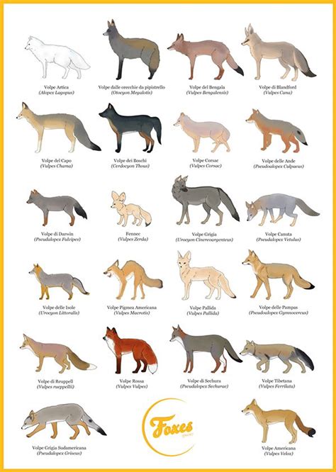 Poster Foxes Species by Claudia Mancuso, via Behance made by me. | Fox ...