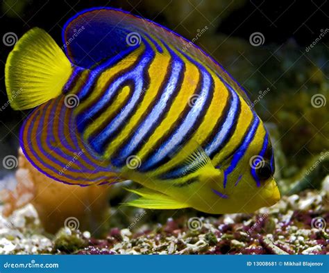 Royal angelfish 1 stock image. Image of environment, species - 13008681