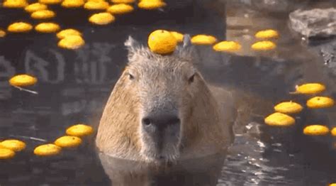 Capybara Animation