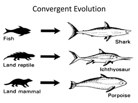 What Is A Convergent Evolution In Biology