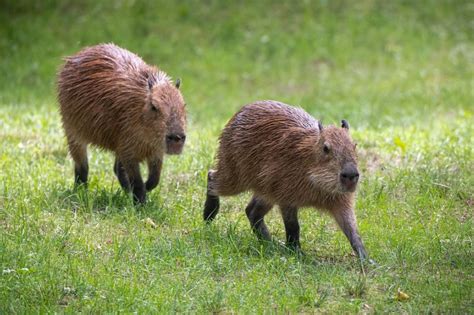 How Fast Can a Capybara Run? - CapybaraTips