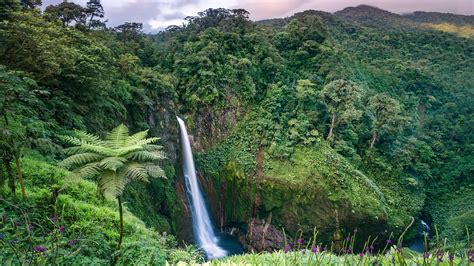 Costa Rica rainforests: 6 best experiences - Tripadvisor