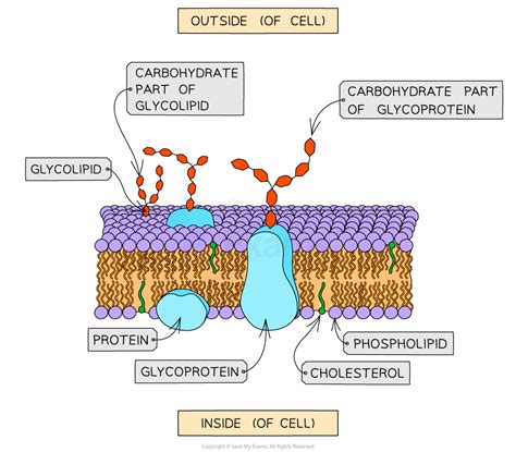 Glycoprotein Function