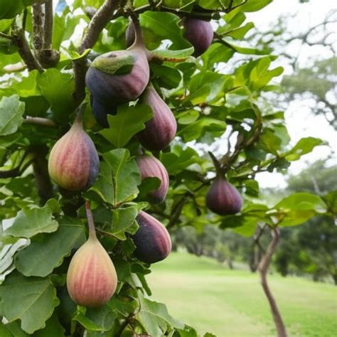 From Planting to Harvest: A Step-by-Step Guide to Caring for Your Fig ...