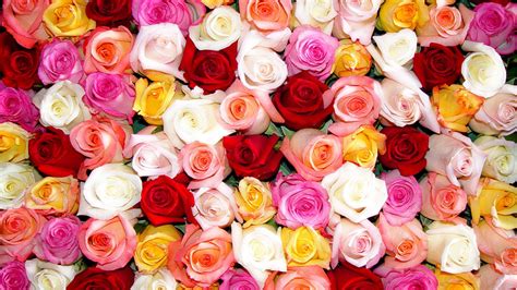 Free photo: Colorful roses wallpaper - Yellow, Organic, Wallpaper ...