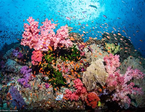 A Virtual Journey Through Some of the World’s Best Coral Reefs