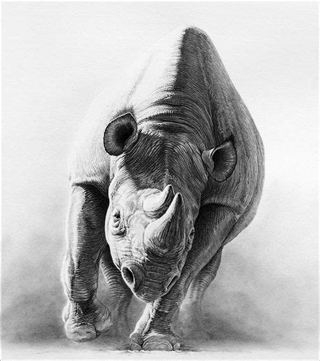 19 best ideas about Rhino on Pinterest | Cats, Realistic pencil ...