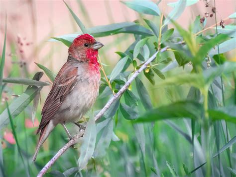 Common Rosefinch from Баташи, Кировская обл., Россия, 613115 on June 17 ...