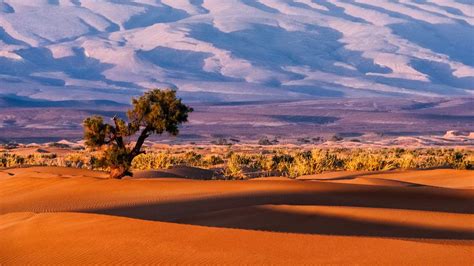 Millions of uncounted trees dotting Sahara, Sahel deserts found in ...