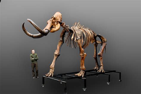 Russian woolly mammoth skeleton (Mammuthus primigenius) photos ...