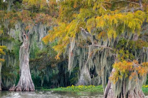 140+ Atchafalaya National Wildlife Refuge Photos Stock Photos, Pictures ...