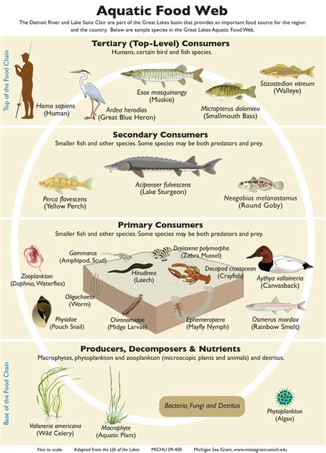 What is aquatic ecosystem | Its Functions, Importance & Uses to Man