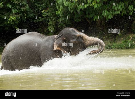 Sumatra Sumatran elephant Indonesia endangered Stock Photo - Alamy