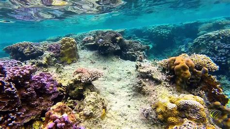 Snorkeling in Karimunjawa Island, Indonesia - [Gopro Indonesia] - YouTube