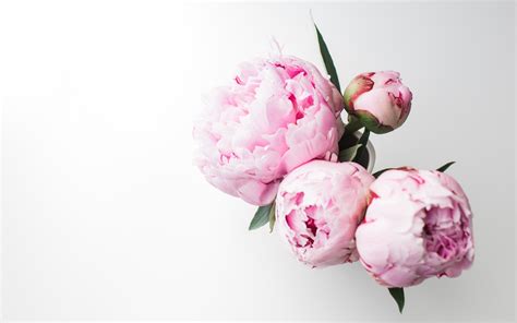 Peony Computer Wallpapers - Wallpaper Cave