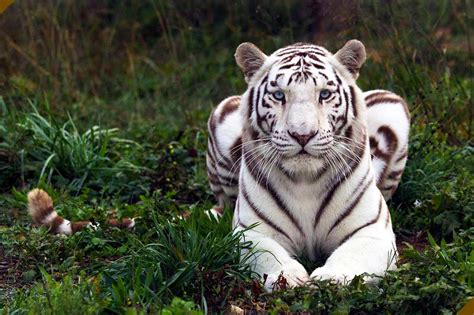 national-tiger-sanctuary - ThousandHills.com