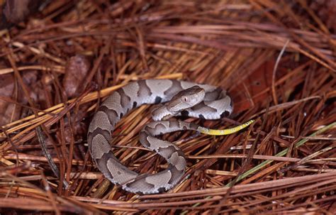 Juvenile Copperhead Snake Identification