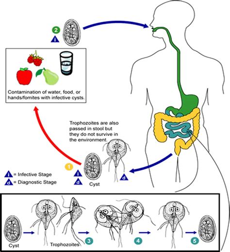 Giardia lamblia: Life Cycle, Diseases, Lab Diagnosis • Microbe Online