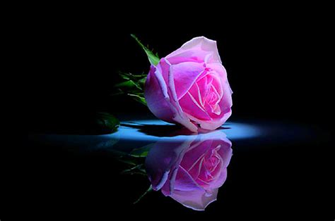 🔥 [50+] Pink and Black Rose Wallpapers | WallpaperSafari