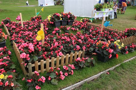 Southport flower show 2018 a Photograph by D Rogers | Southport flower ...