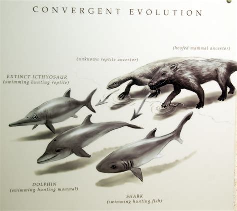 illustration of convergent evolution | This is a very poetic… | Flickr