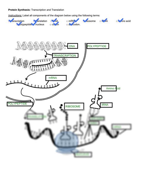 SOLUTION: Protein synthesis diagram handout - Studypool