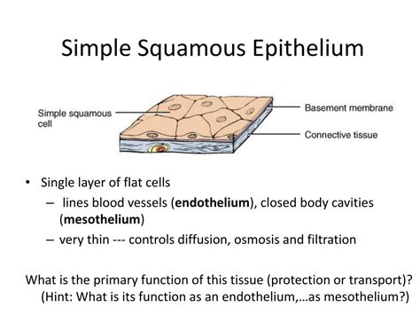 Simple Squamous Epithelial Tissue Diagram