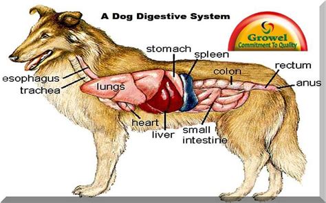 Dog Anatomy Chart Of Organs