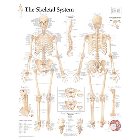 The Skeletal System Anatomy | Health Life Media