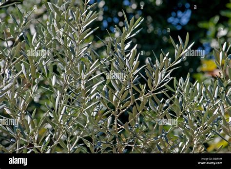 Olive tree leaves Stock Photo - Alamy