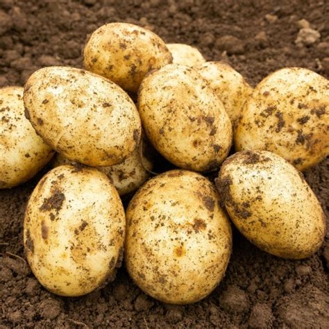 First Early Potatoes | First Early Seed Potatoes | New Potatoes Varieties