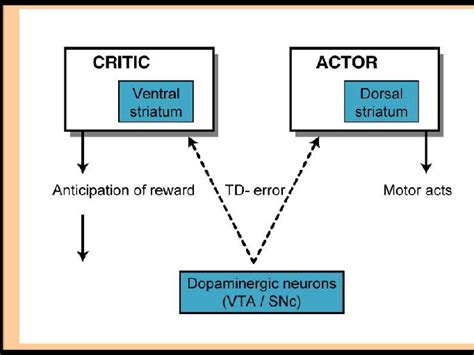 2.1 : Schematic representation of the hypothesized role of the dorsal ...