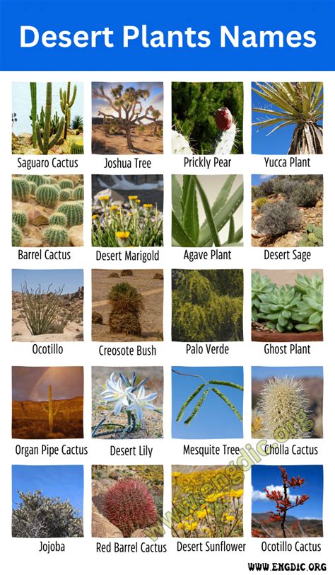 Desert Plants Names | Top 10 Desert Plants Names & Pictures - EngDic