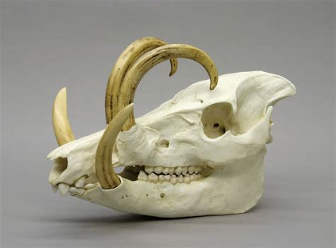 Bone Clones’ amazing replica animal skulls | How To Spend It