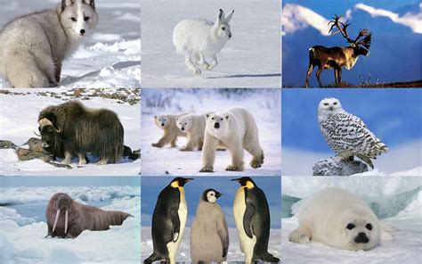 Irena's group: ANIMAL WEEK - polar animals and hibernating animals