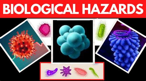 Biological Hazard | classes of biohazards | Effects of biological ...