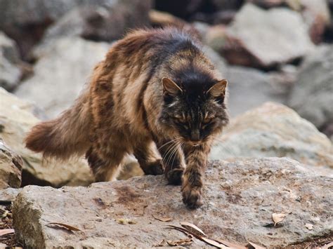 Government declares war on feral cats