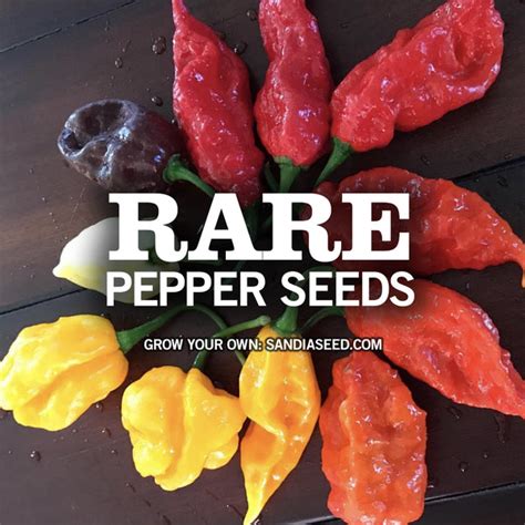 Rare Pepper Seeds – Sandia Seed Company