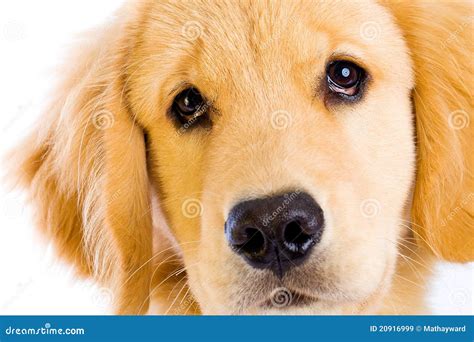 Cute Puppy Face Royalty Free Stock Images - Image: 20916999