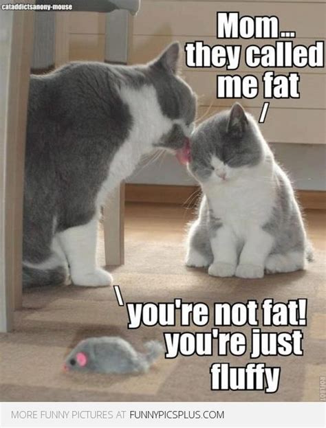 Best Fat Cat Memes - Funny Fat Cat Pictures with Quotes