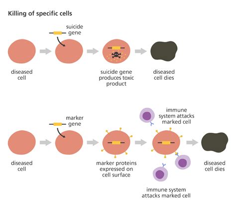 What is gene therapy? | Facts | yourgenome.org