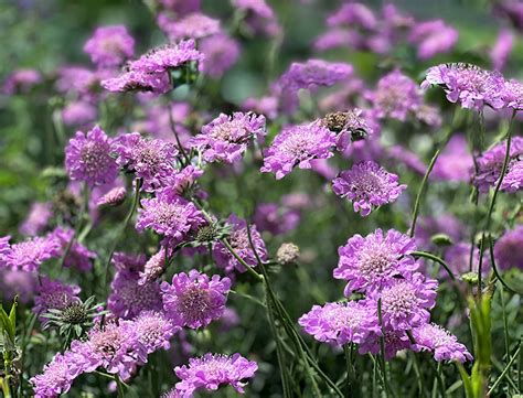 How to Grow & Care for Scabiosa: A Comprehensive Guide