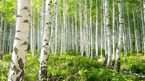 How to Grow Birch Trees | HGTV