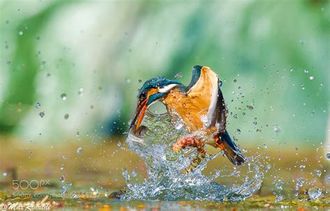 50 Photographs To Tell You Why Wildlife Photography Is The Toughest Of ...