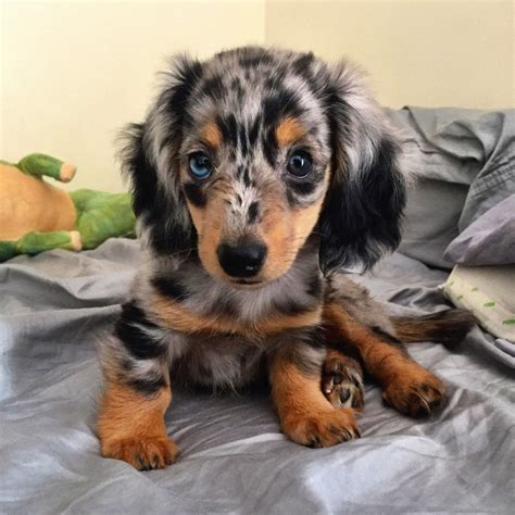 Pin by Tracy Williams on Too Cute! | Dapple dachshund, Dapple dachshund ...