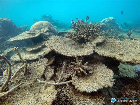 Great Barrier Reef suffered worst coral die-off on record in 2016: new ...